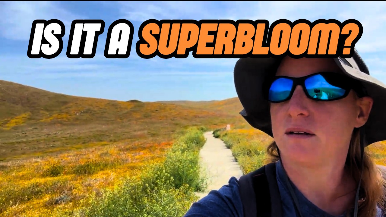 LA Day Trip: California Poppy Reserve, Desert Market & Wrightwood Snow