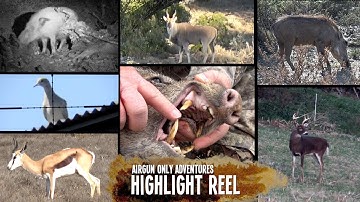 Airgun Hunting Highlight Reel