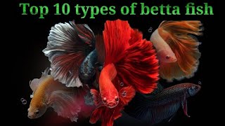 Top 10 typs of betta fish / බේටා මාලු වර්ග