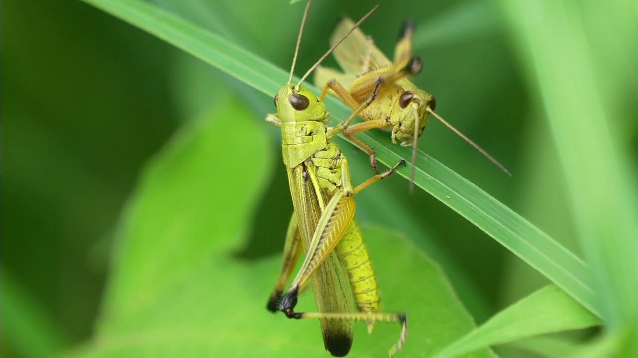 ツマグロバッタ 黄色いバッタ 2022 YouTube