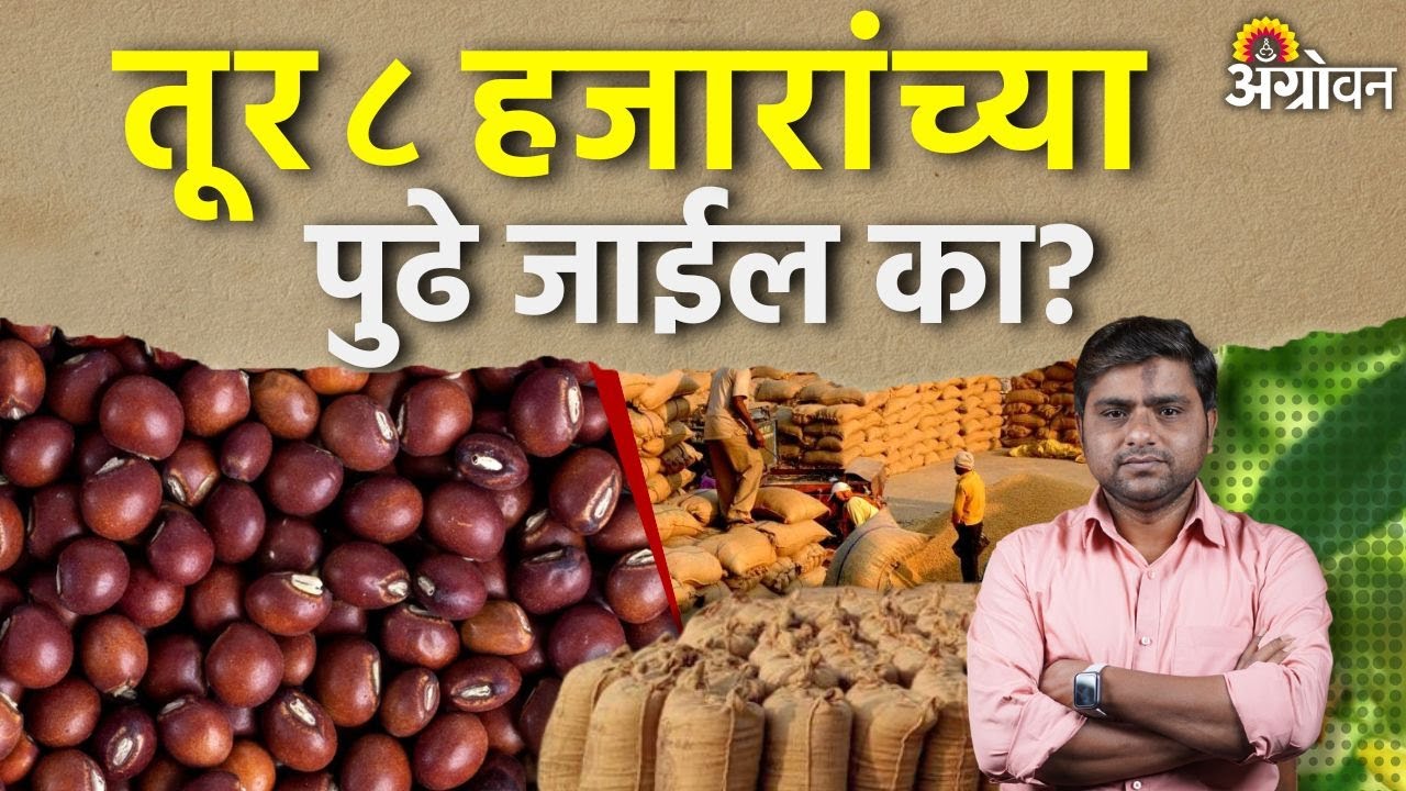 Tur Rate: तुरीचा बाजारभाव यंदा हमीभावाच्या पुढे सरकतील का ? | Agrowon