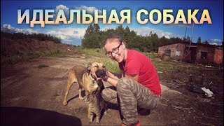 Идеальная собака, которую мы так долго искали. Идеальная собака, которую мы так долго искали.