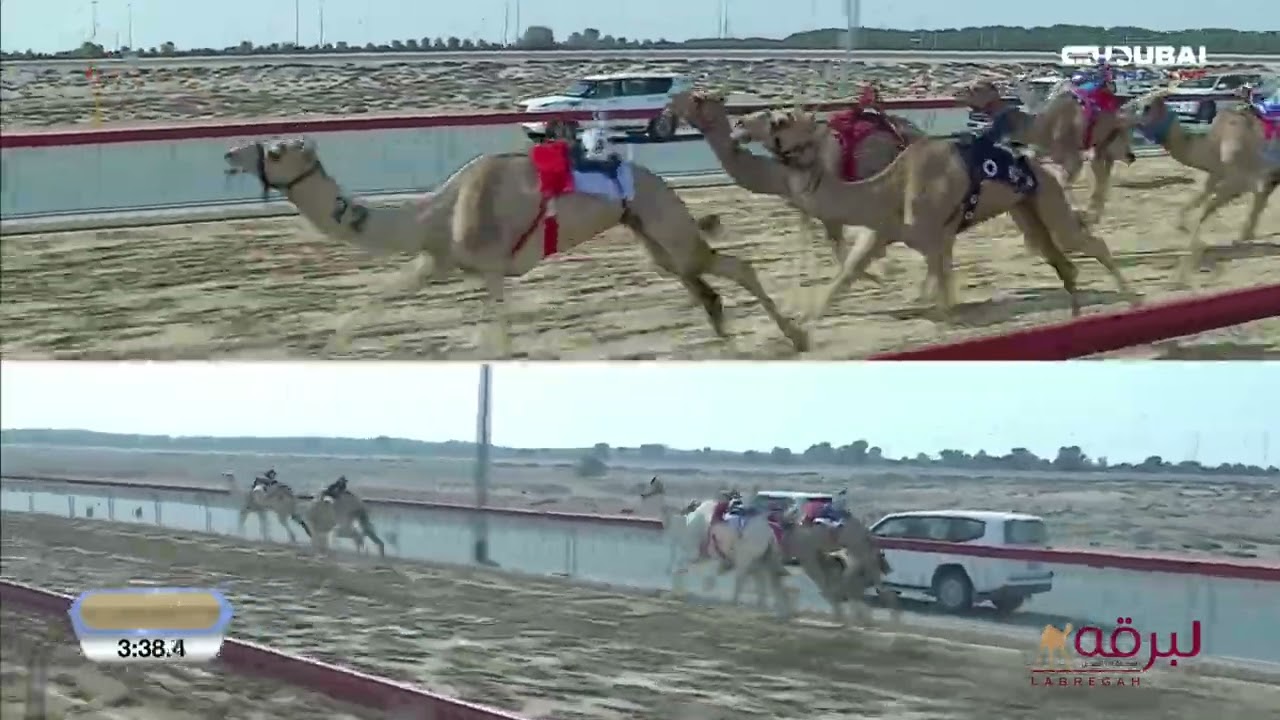 ش16 المشهر لـ هجن أم الزبار (محمد علي بن قريع) تأهيل المرموم الحادي عشر 4-03-2027 لقايا قعدان 7:44:9