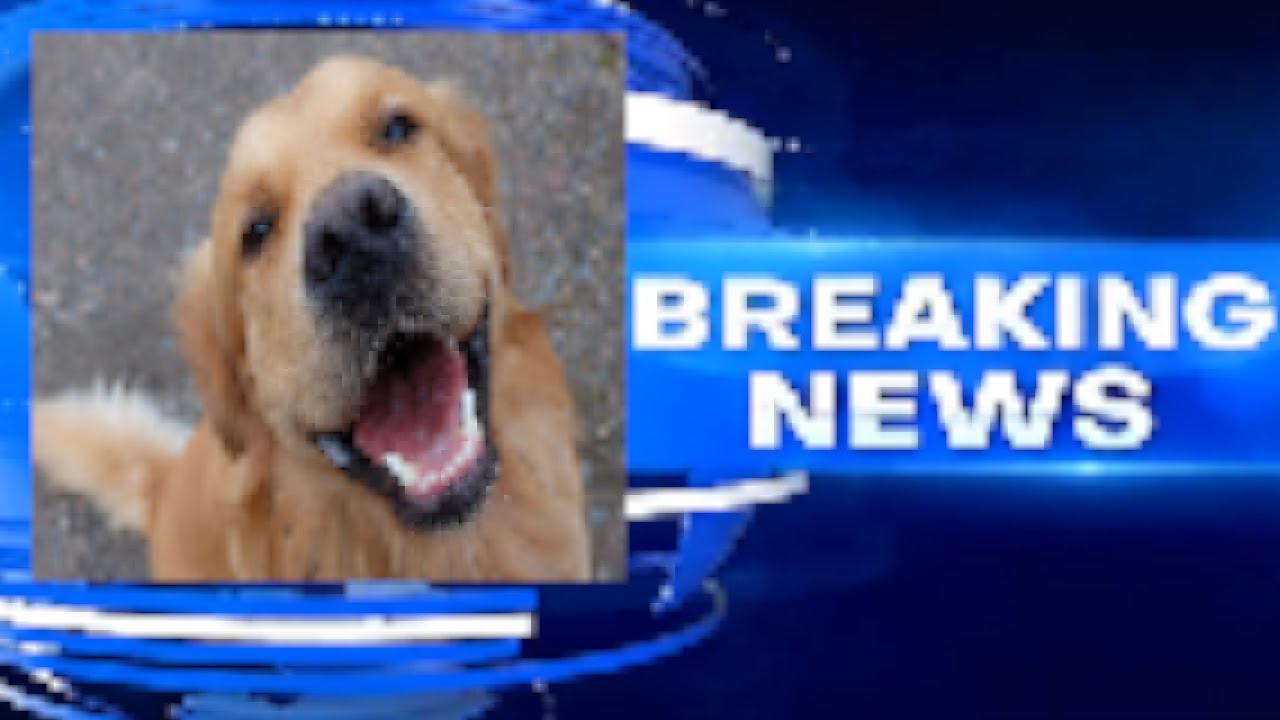 BREAKING NEWS DOG SAYS SHOCKING INSPIRATIONAL WORDS! YOU WILL NOT