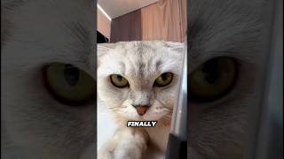 Cat Learns to Order Online... But Gets Scammed! 😹📦 #shorts