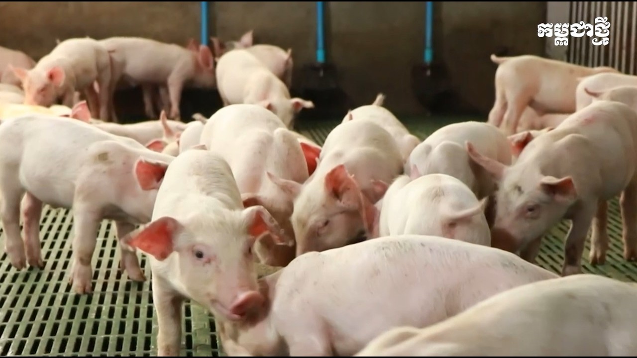 បច្ចេកទេសចិញ្ចឹម​ជ្រូក​ដេក​ម៉ាស៊ីន​ត្រជាក់ ប្រើពេល​ត្រឹមតែជាង ៤ខែ បាន ១១០គីឡូក្រាម