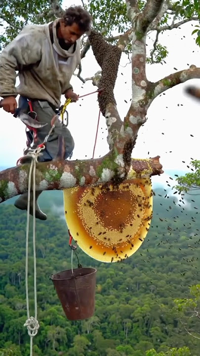 This tree is full of giant bee hives #wildlife #honey #hunting #bee