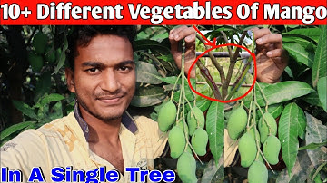 Grafting 10+ Different Vegetables Of Mango In A Single Tree.
