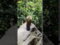 Snack and Scratch with a little Capuchin Monkey