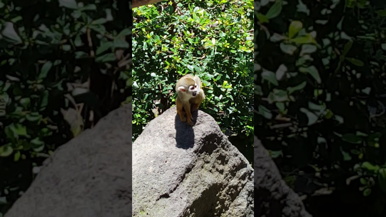 Snack and Scratch with a little Capuchin Monkey