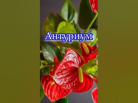 Мужское счастье-цветок #shorts - YouTube