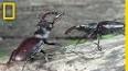 The Fascinating World of Insects ile ilgili video