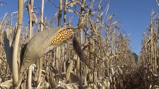 AgweekTV: Future of Biofuels - Ethanol