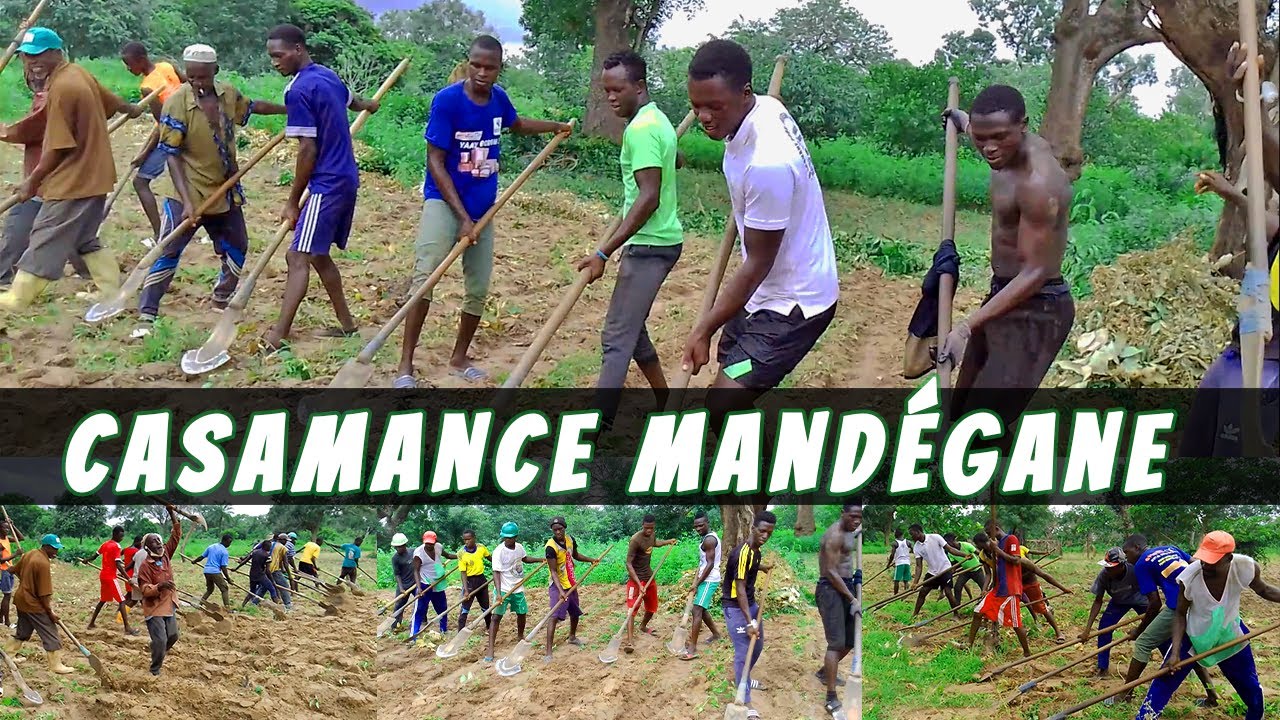 Casamance Cultuve de l'arachide à Mandégane