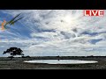 Namibia live stream at the okaukuejo waterhole in etosha national park namibia