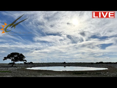 Namibia: Live stream at the Okaukuejo waterhole in Etosha National Park, Namibia