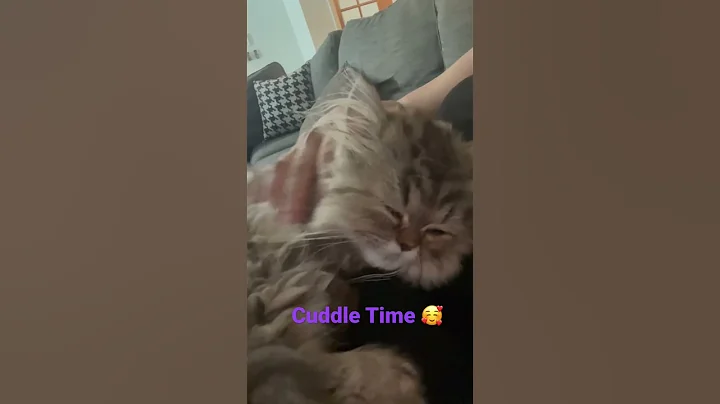 Video 5517091: teacup persian kitten, persian kitty, persiancat catlover, doll face persian, gorgeous persian