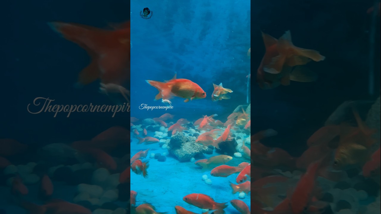 Gold Fish 💕💕💕