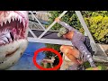 Inspiring Rescue CUTEST Baby Kangaroo Stranded in a Shark Infested Canal