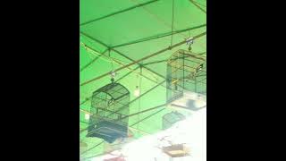 kacer lizzar at Rusun rawa oriq jaya