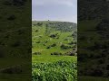 عجلون منطقة دير الصمادية عجلون منطقة دير الصمادية