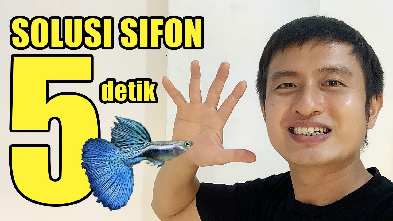 Tips sifon aquarium kolam ikan ga pake repot