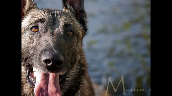 Like My Dog - Billy Currington