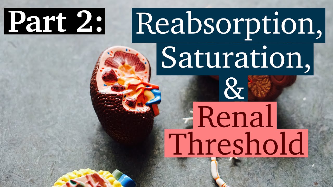 Which Of The Following Are High Threshold Substances That Are Reabsorbed Completely?