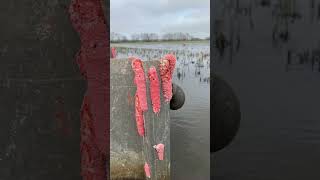 Invasive apple snails in Louisiana. #shorts #invasivespecies #applesnail