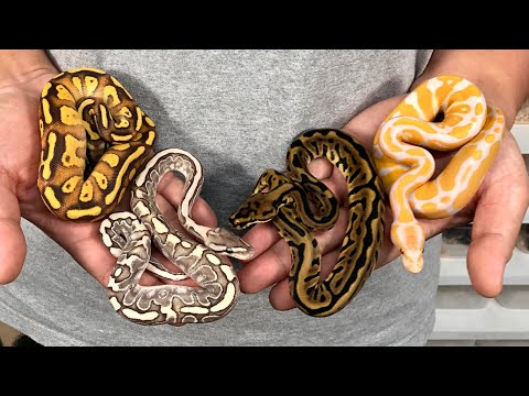販売個体紹介】06shockwave in 石川【ボールパイソン】 - YouTube