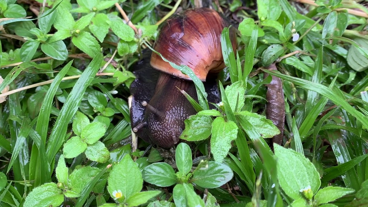 Giant African Snail Eating Timelapse YouTube