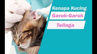 kenapa kucing suka garukgaruk telinga sampai luka