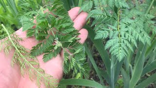 most DANGEROUS plant ever (LEARN to recognize it) poison hemlock