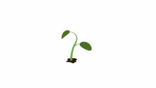 Blender Plant growing test