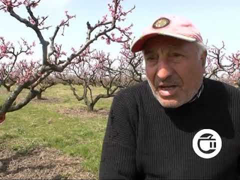 არის თუ არა საშიში ვენახში მუშაობა - რას ფიქრობენ კახელი ფერმერები