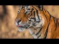 The Way of The Cheetah(Full Episode) DOCUMENTARY SPECIAL_ Nat Geo Animals(720P_HD). mp4