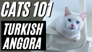 Turkish Angora Cat  Pros and Cons of the Turkish Angora Cat