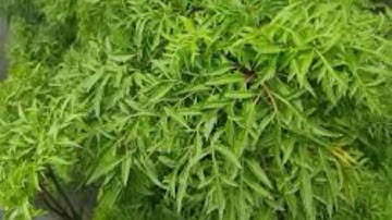 Cách Ngâm Rượu Củ Đinh Lăng , Thân Và Lá Đinh Lăng Những Tác Dụng Và Cách Dùng .