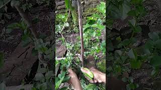 Potong tunas tak terpakai bahan bonsai sancang💪#bonsai#premnamicrophyla#sisho_bonsai_86
