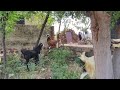 Qurbani Bakra 2026