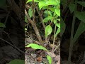 Super cool full video of baby birds first flight #nature