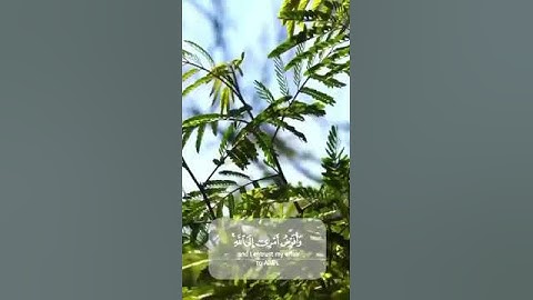 #سورة غافر (فَسَتَذْكُرُونَ مَا أَقُولُ لَكُمْ ۚ وَأُفَوِّضُ أَمْرِي إِلَى اللَّهِ ۚ)