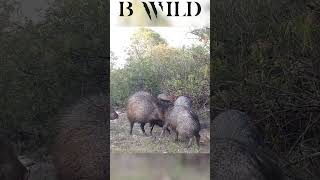 #pecari #javelina #sanluispotosi #mexico #bwild