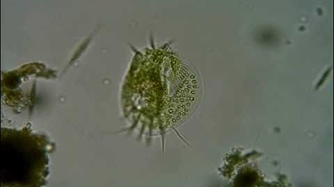 Euplotes daidaleos / Euplotoides daidaleos