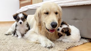 Adorable Puppies Demand Attention from Golden Retriever