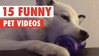 15 Funny Pet Videos Compilation 2016