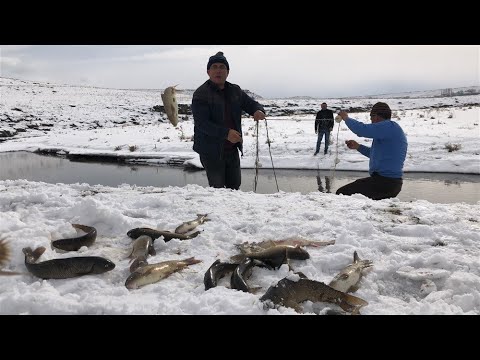 Video: Buz Balıkçılığı Için Bir Selam Ne Için?