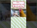ワイ、激かわのチキンを飼ってしまうww #2ch面白いスレ #2ch #5ch #shorts