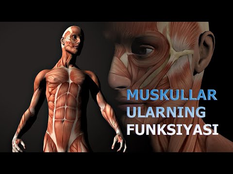 MUSKULLAR VA ULARNING FUNKSIYASI | МУСКУЛЛАР ВА УЛАРНИНГ ФУНКЦИЯСИ.