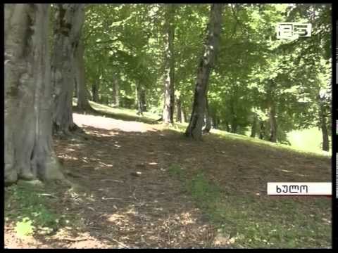 მაღალმთიანეთში ტყის რესურსი შემცირებულია